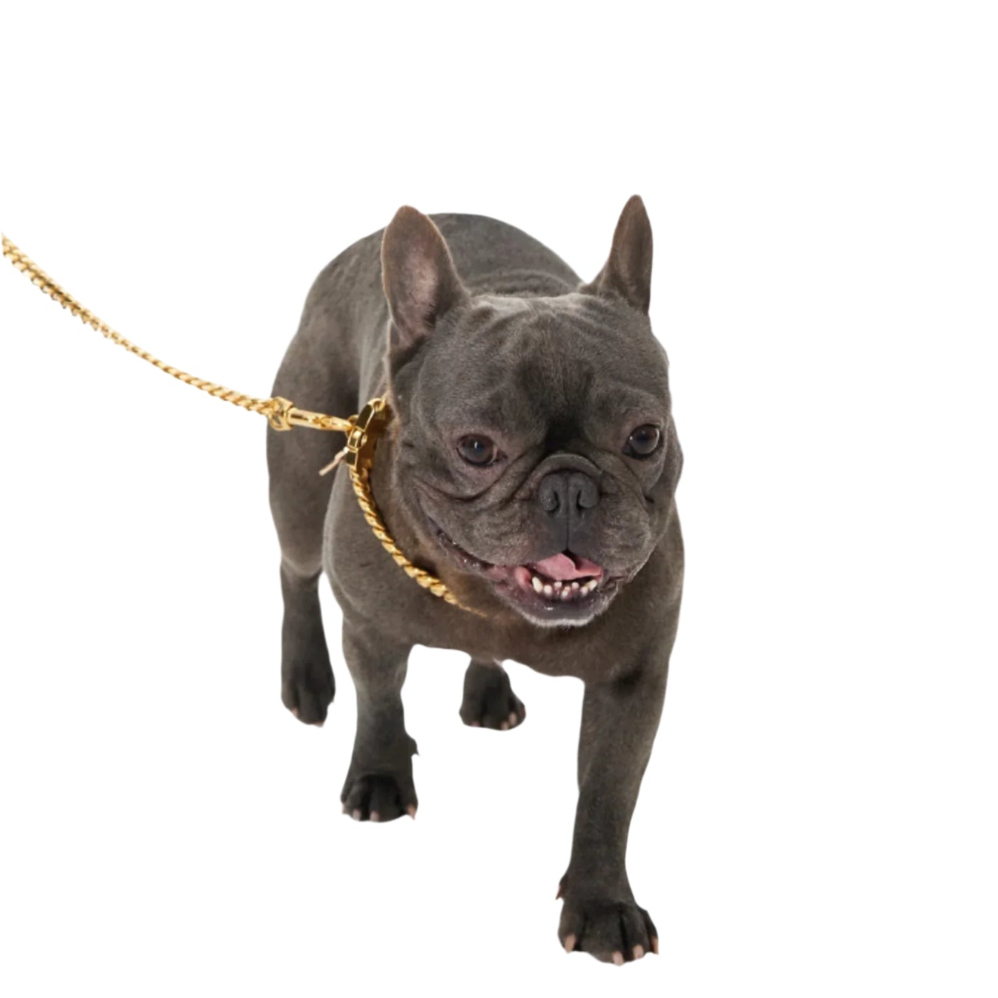 Luxe Leash - Cuban Link Gold Dog Leash