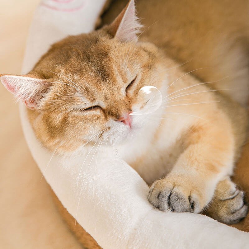 Whisker Nest - Cozy Enclosed Cat Bed