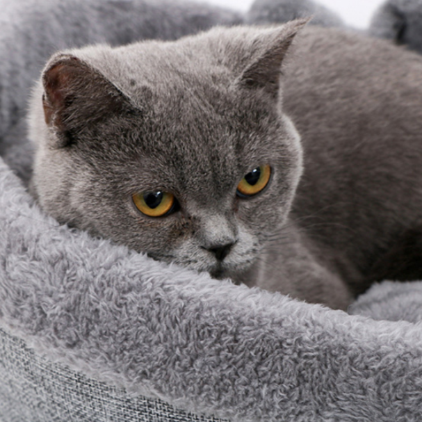 Heart Nest - Warm & Cozy Pet Bed for Valentines Day