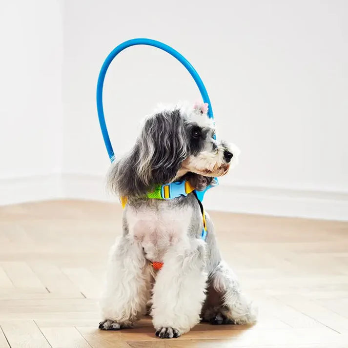 Sight Guard - Blind Dog Harness