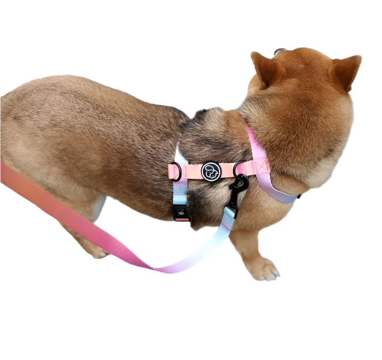 Secure Fit - No Pull Dog Harness