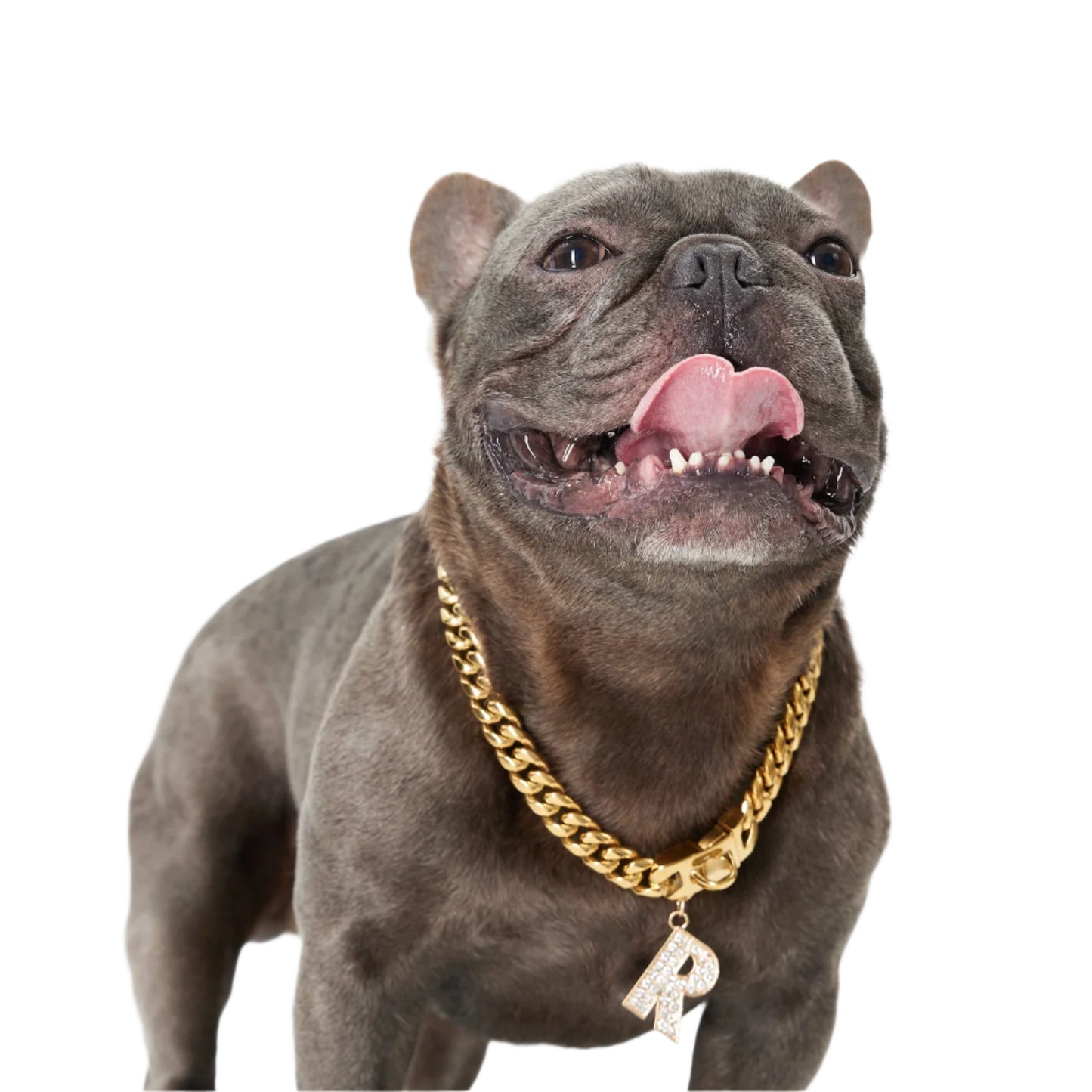 Gold Paw - Cuban Link Chain Dog Collar