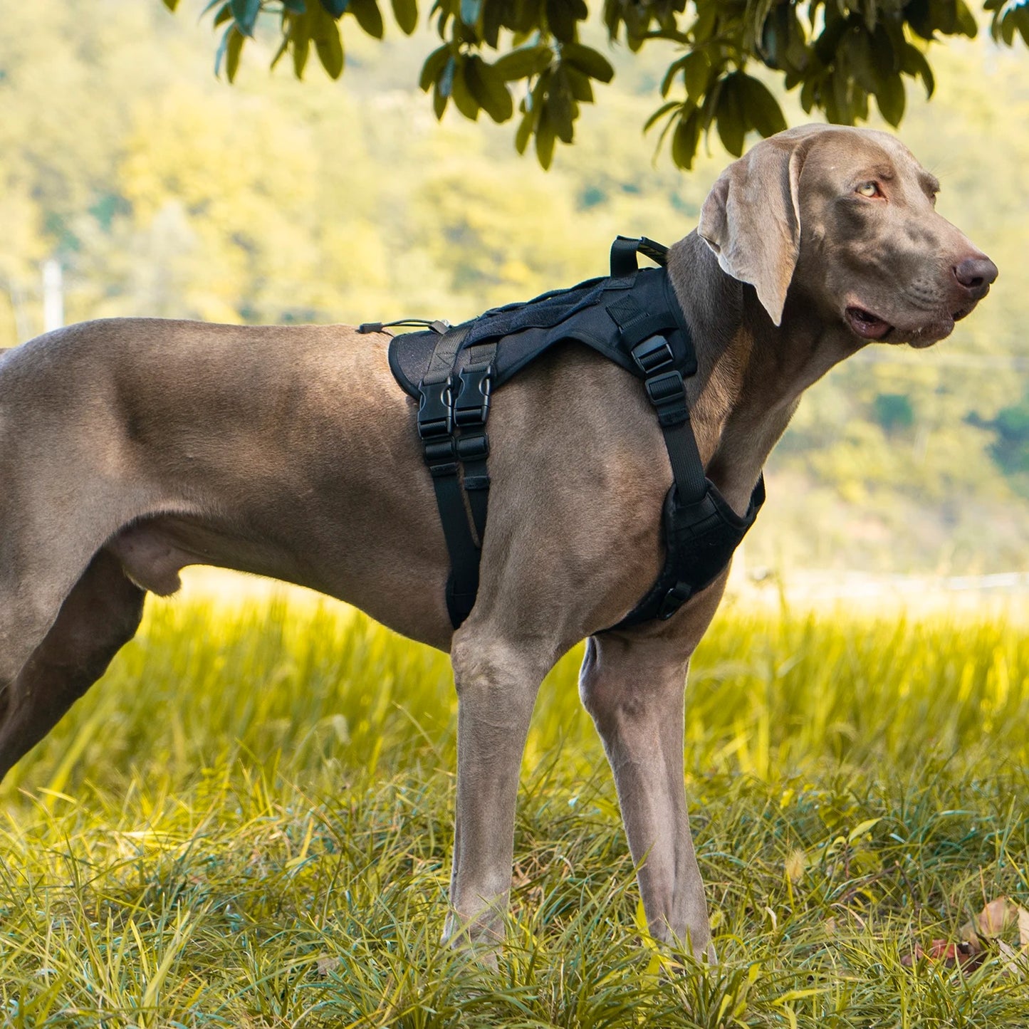 Guardian Vest - Tactical Dog Harness